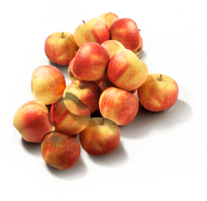Elstar Appels Verpakt