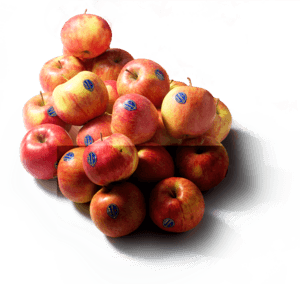 Jonagold Appels Verpakt