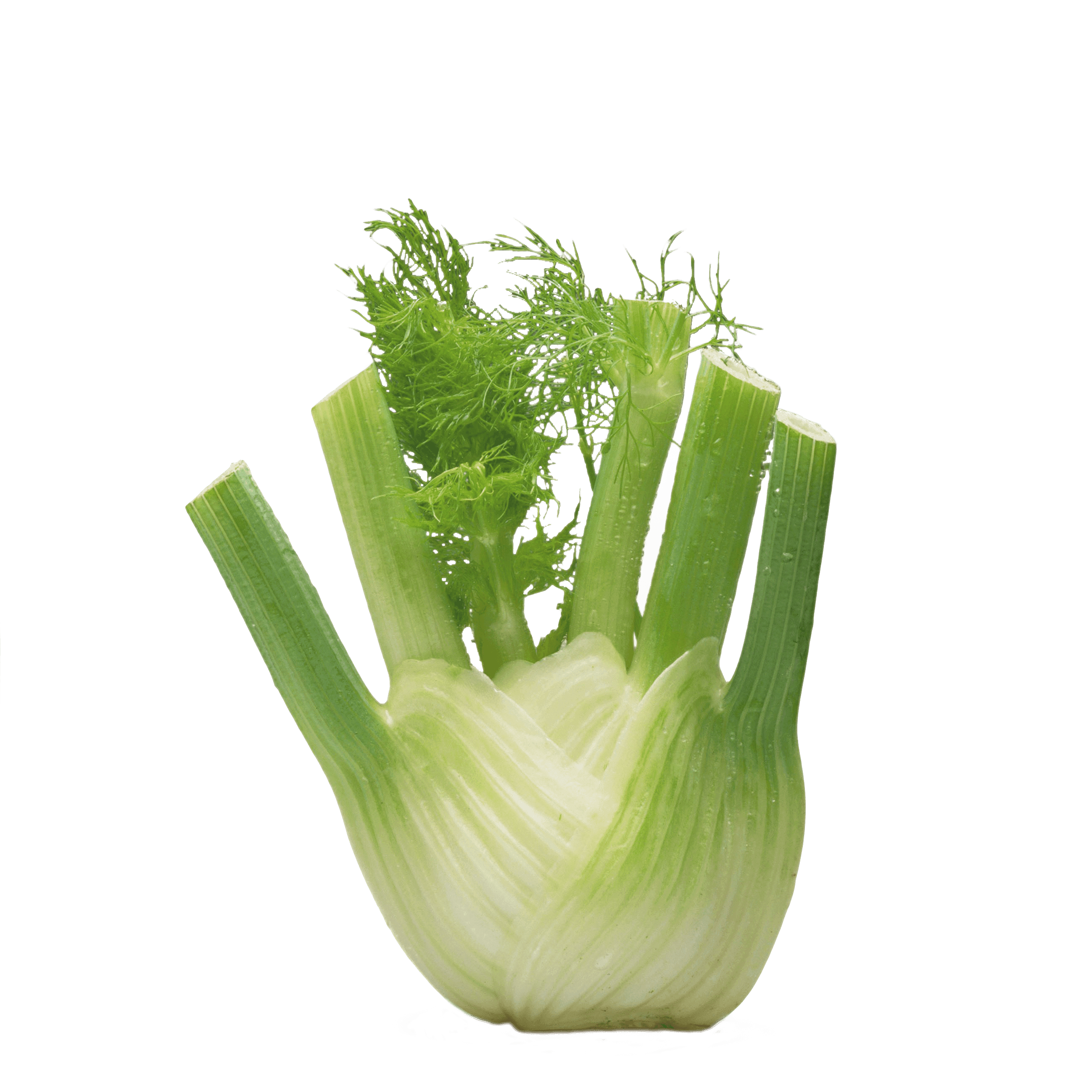 PLUS Venkel
