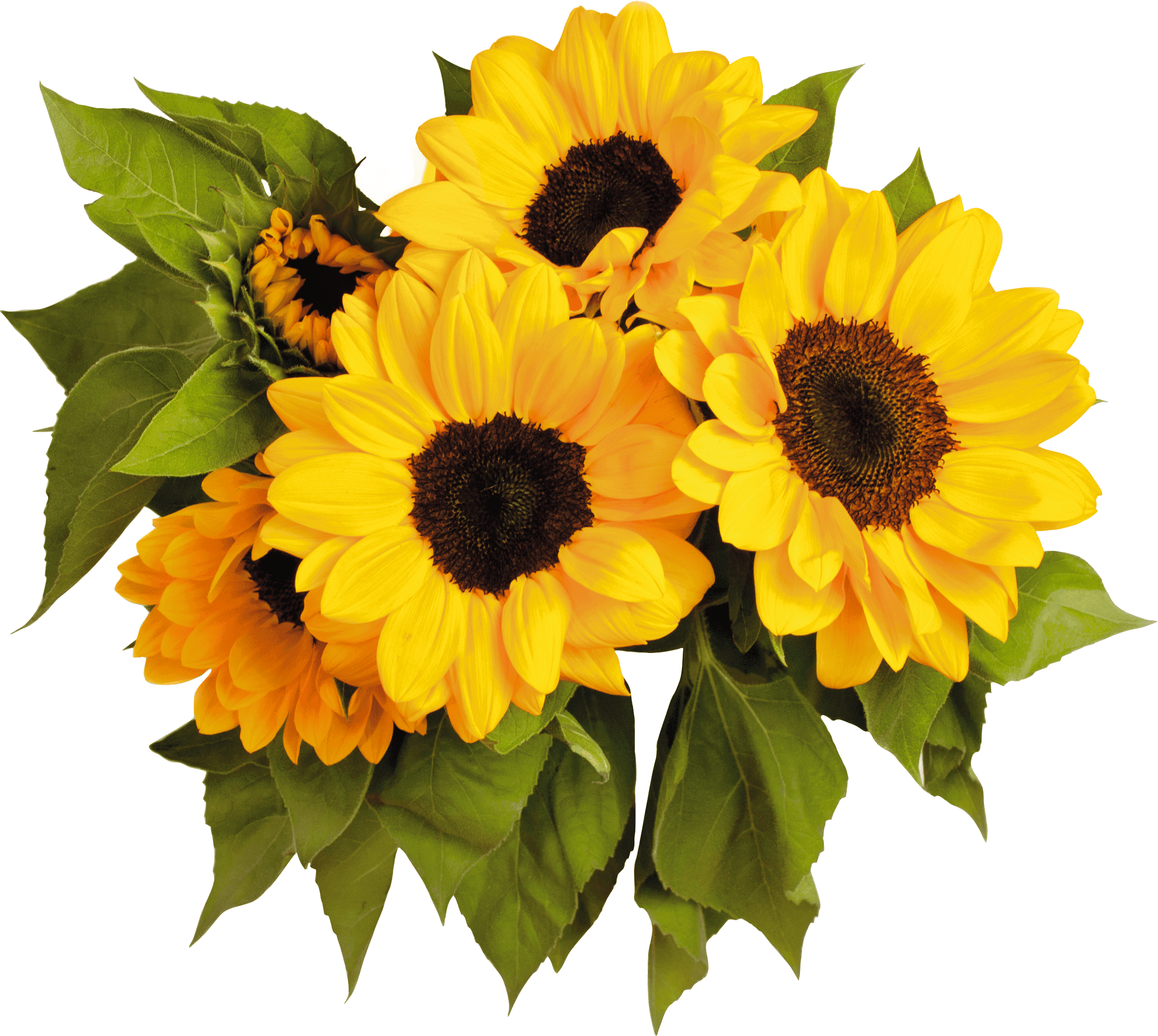 PLUS Zonnebloemen