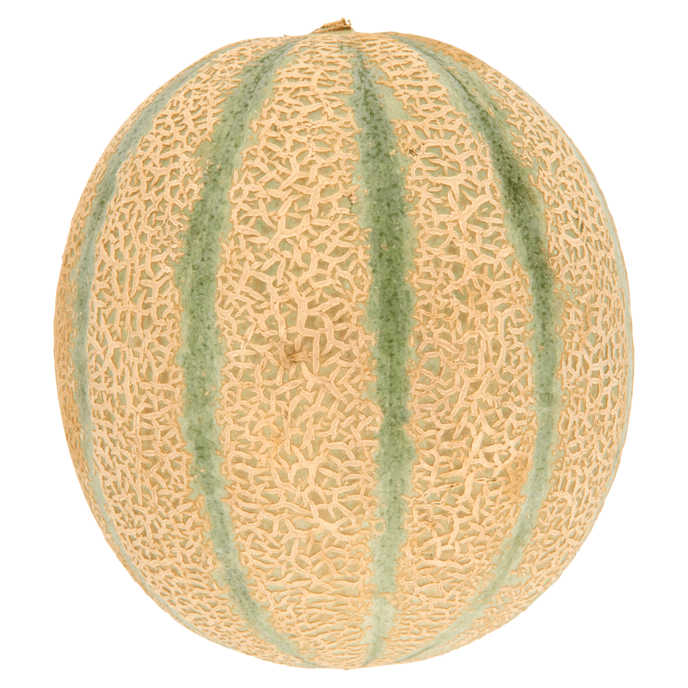 Cantaloupe meloen