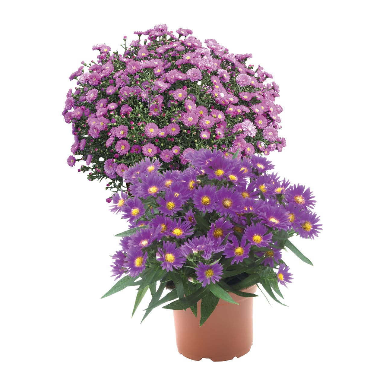 Aster