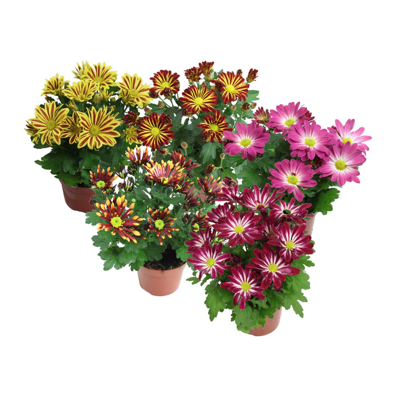 Chrysant
