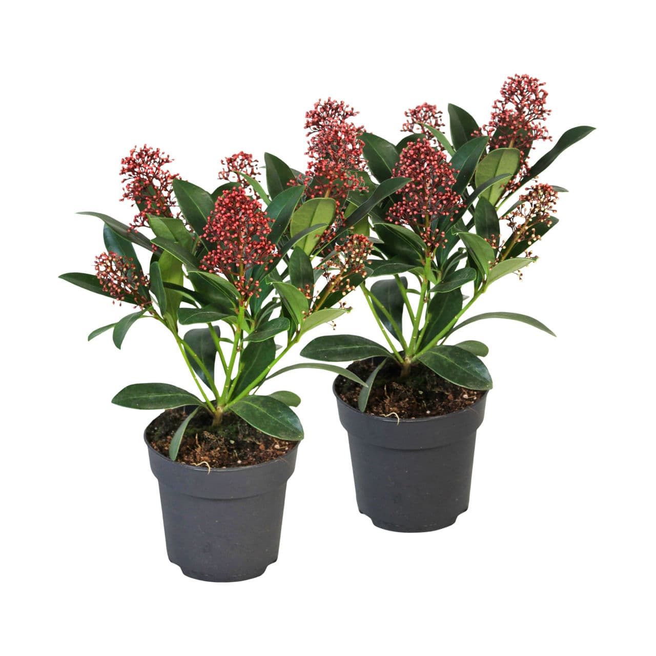 Skimmia