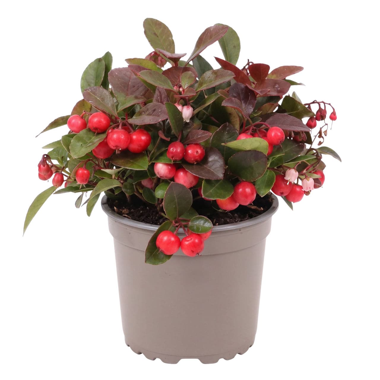 Gaultheria