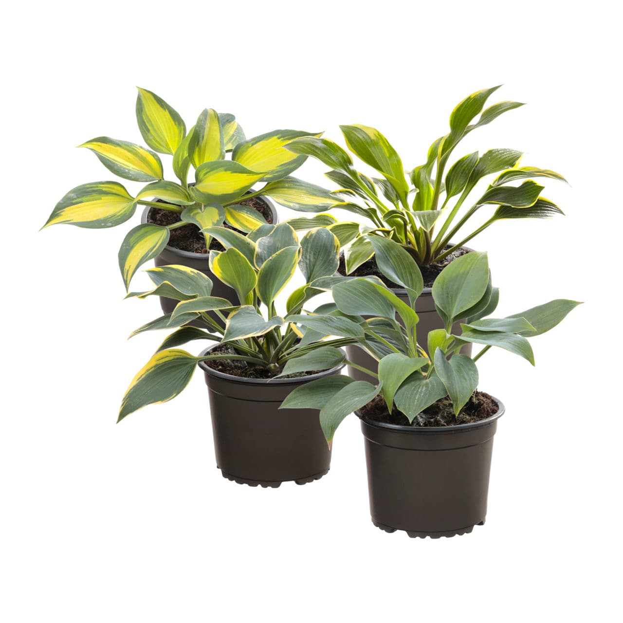 Hosta