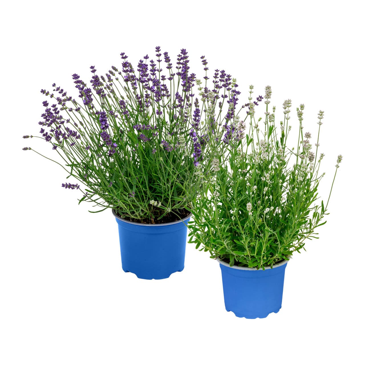 Lavendel