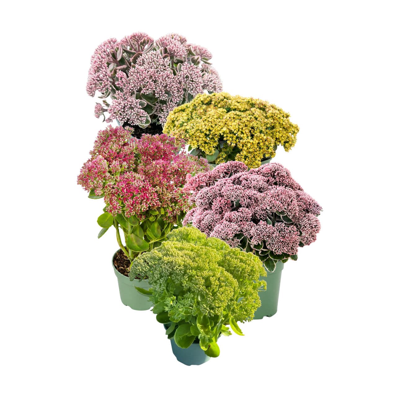 Sedum mix