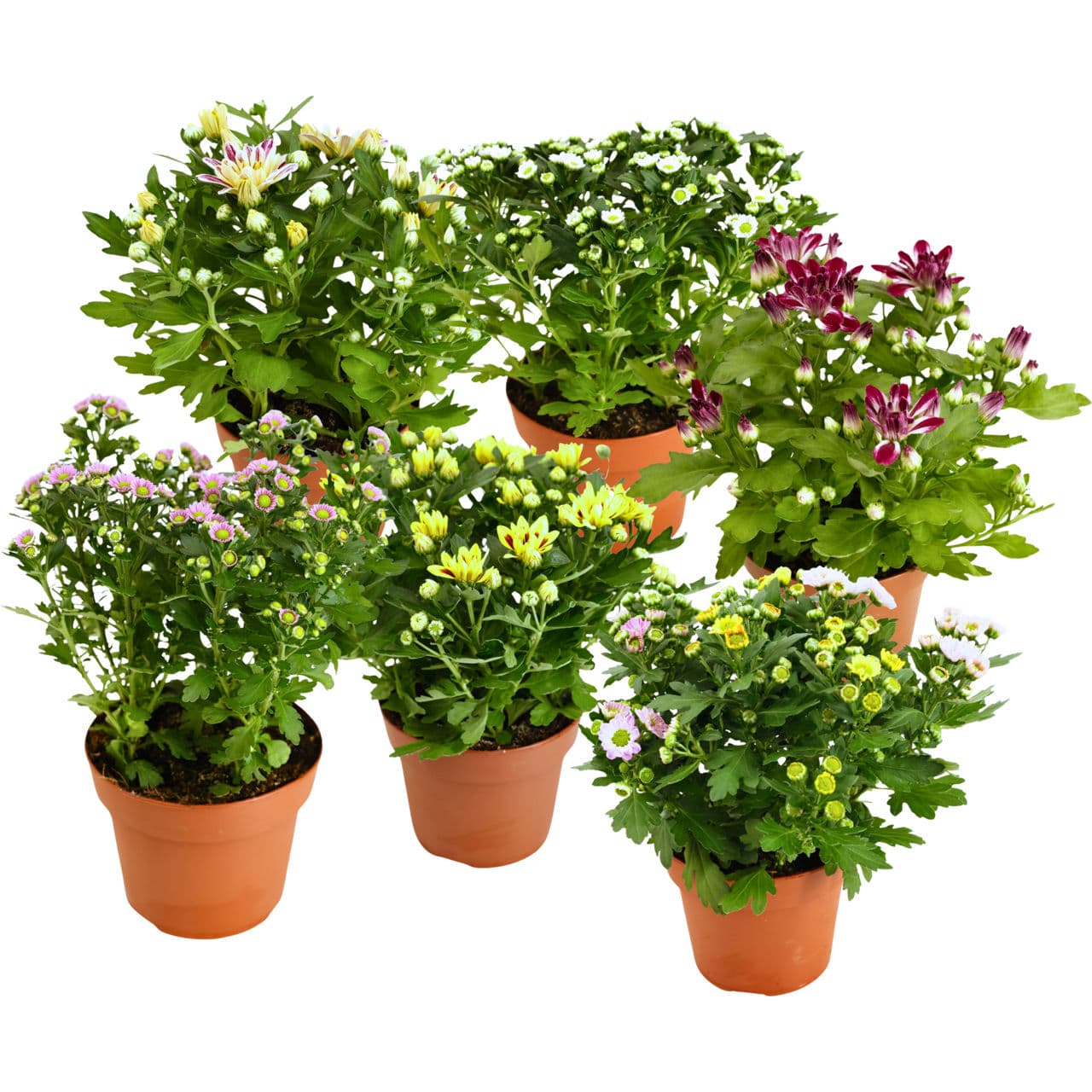 Chrysant