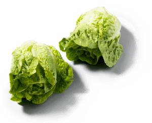 Mini Romaine Sla