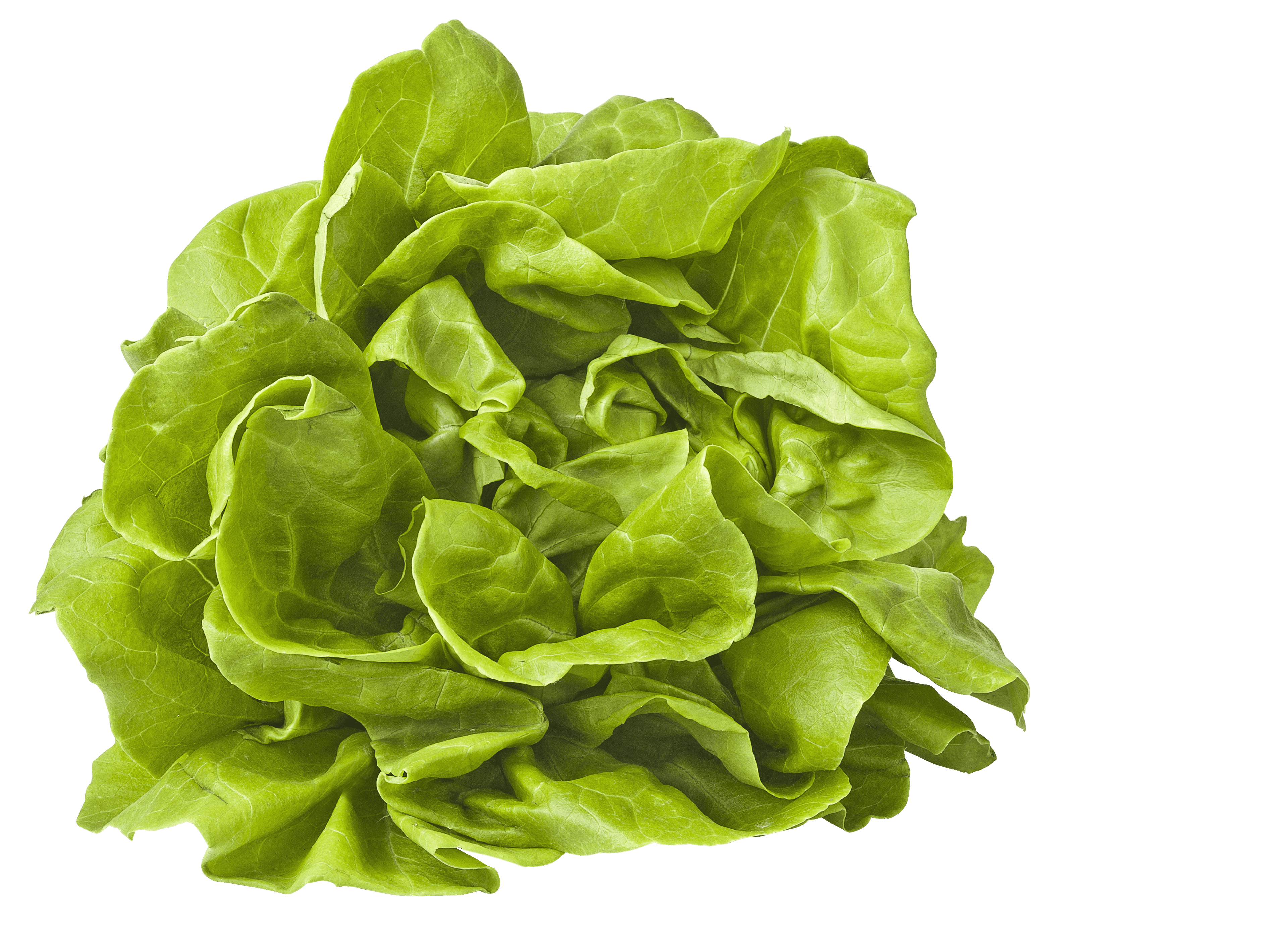 PLUS Kropsla